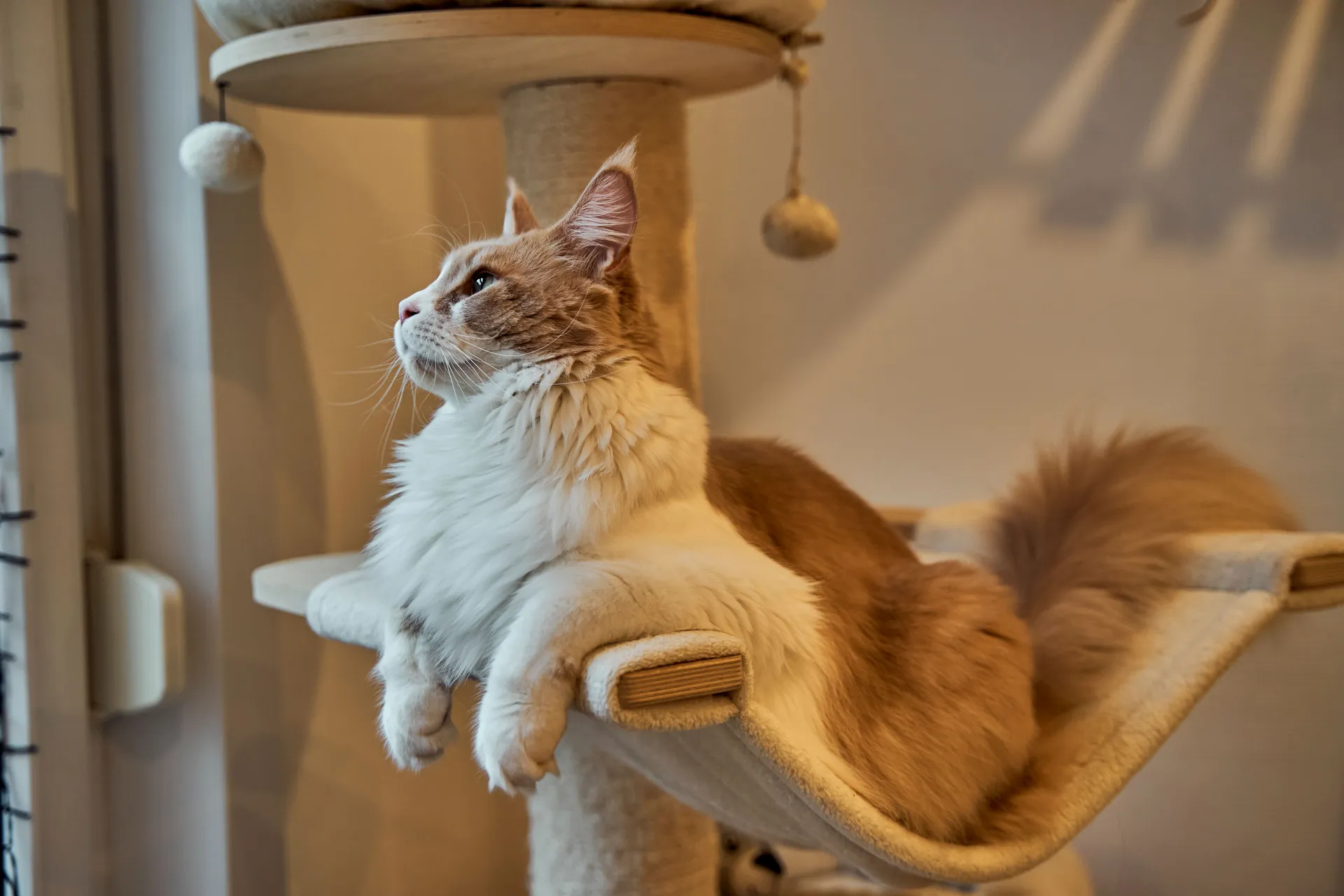 The Comprehensive Guide to Raising a Maine Coon in Australia: Climate, Nutrition & Space