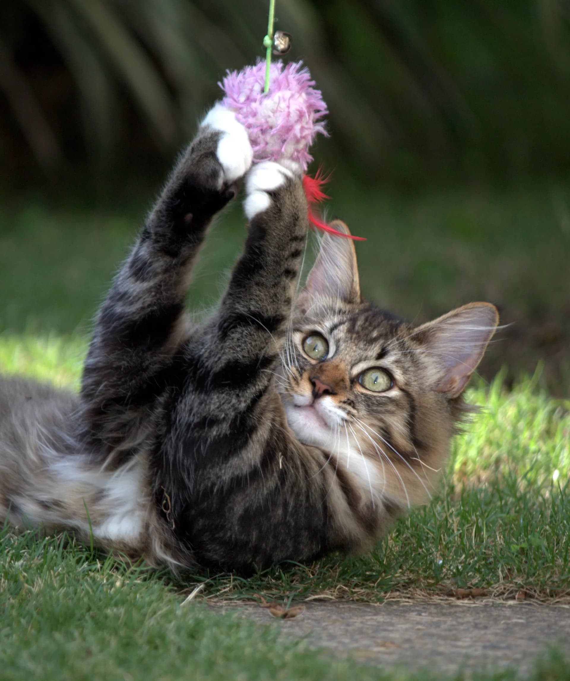 The Legend of Polydactyl Maine Coons: Extra Toes, Superb Balance & Heritage